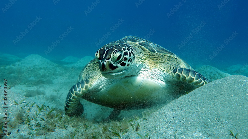 Obraz premium Big Green turtle , Green turtles are the largest of all sea turtles. A typical adult is 3 to 4 feet long and weighs between 300 and 350 pounds.