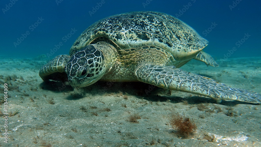 Naklejka premium Big Green turtle , Green turtles are the largest of all sea turtles. A typical adult is 3 to 4 feet long and weighs between 300 and 350 pounds.