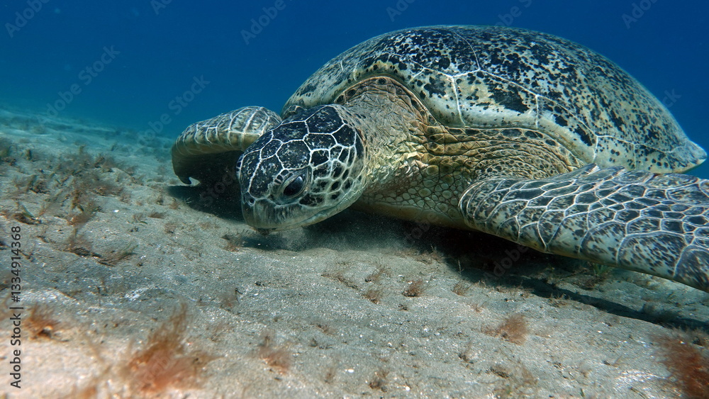 Obraz premium Big Green turtle , Green turtles are the largest of all sea turtles. A typical adult is 3 to 4 feet long and weighs between 300 and 350 pounds.
