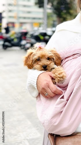 Adorable Puppy Snuggled in Its Owner's Arms on the Street.