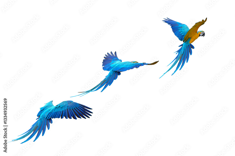 Obraz premium blue and gold macaw free flying bird isolated on white background. This has clipping path.