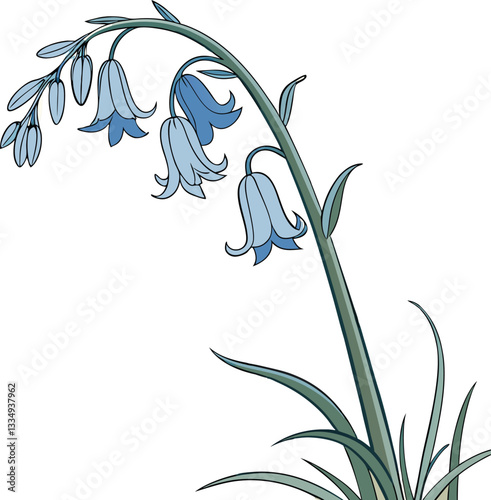 snowdrop flower isolated on white background