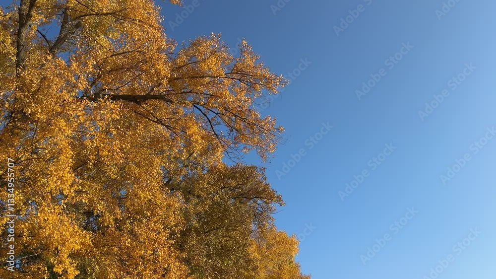 Autumn tree yellow golden foliage against blue sky. Autumn tree yellow golden foliage against blue sky.