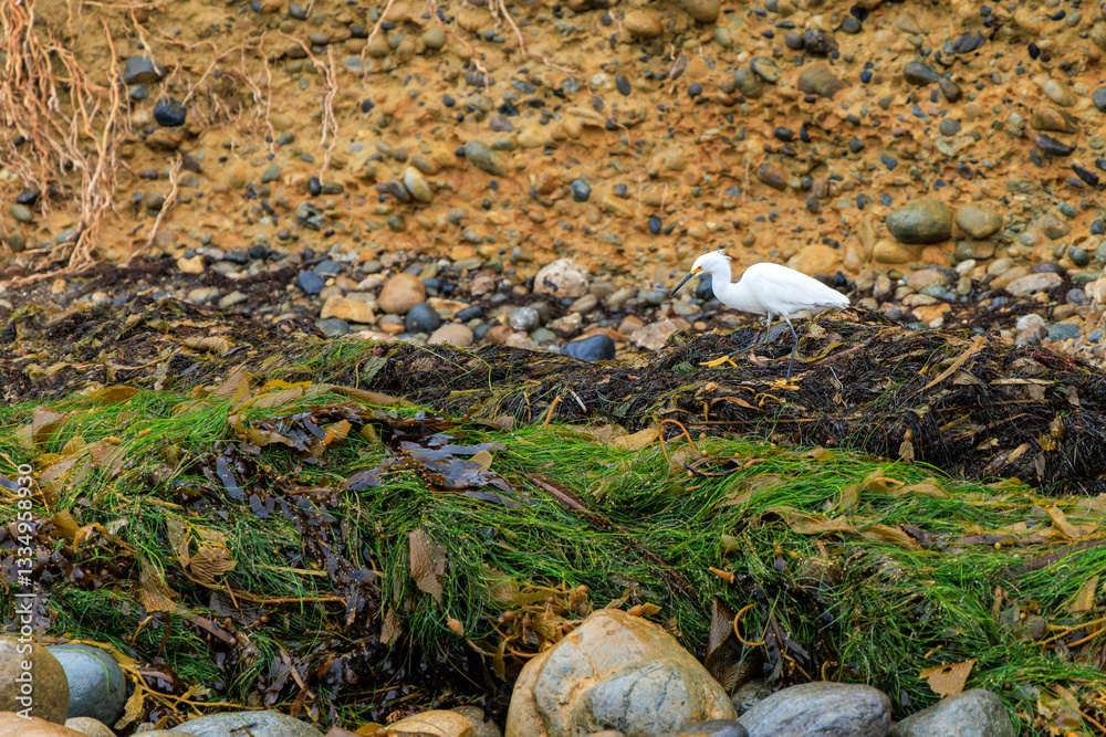Fototapeta premium Snowy Egret (Egretta thula) checking for fresh seafood in kelp and other weeds in tidal basin of Tourmaline Surf Park at North Pacific beach, San Diego, California