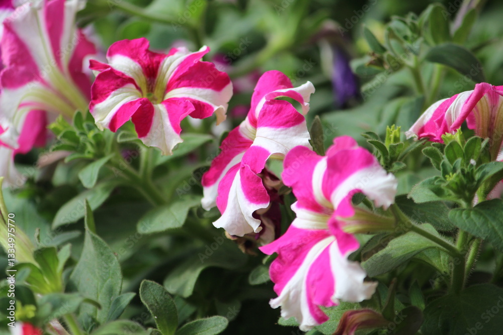 Fototapeta premium pink flowers in the garden