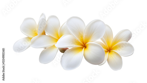 A bouquet of white flowers with yellow centers. The flowers are arranged in a row and are the focal point of the image