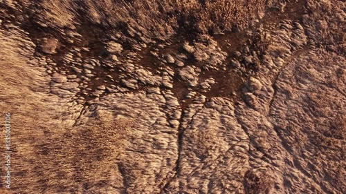 Scenic aerial view of tall grass in a lake swaying in the wind 