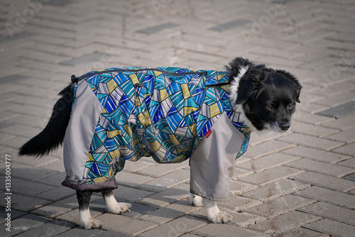 An old dog in a blue suit.