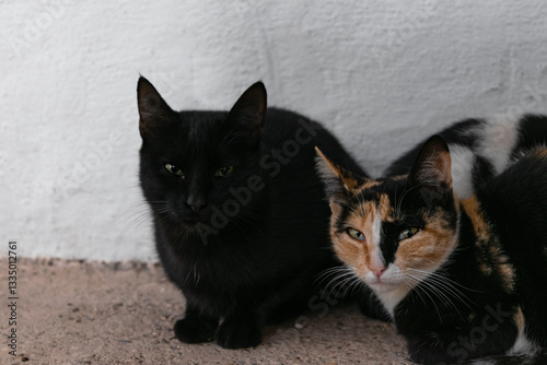 Pair of stray cats crouching with symptoms of illness due to their visible nictitating membrane. photo