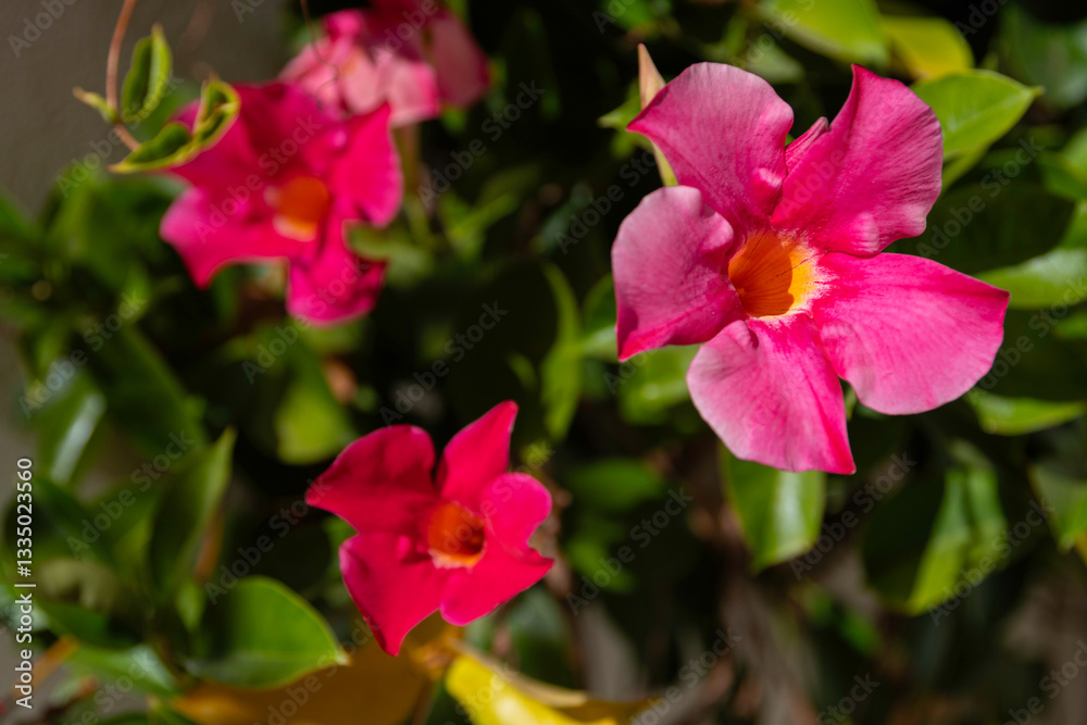 Obraz premium Dipladenia splendens (Mandevilla, Brazilian Jasmine, Chilean Jasmine) flower close up, detail