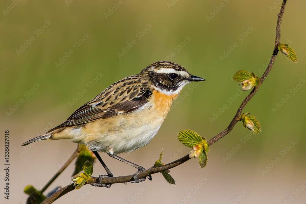 Fototapeta premium The whinchat (Saxicola rubetra)