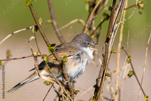 The common whitethroat or greater whitethroat (Curruca communis)