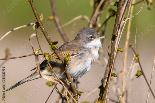 The common whitethroat or greater whitethroat (Curruca communis)