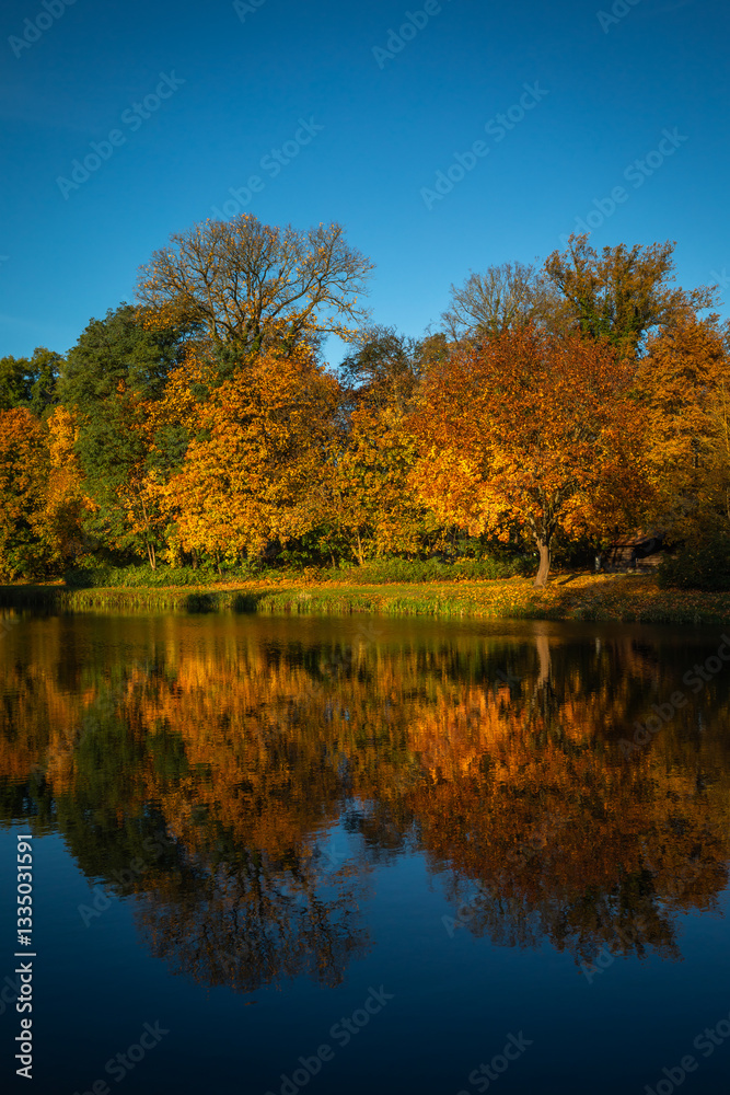 Trees with colorful Fall Foliage reflecting in a small Pond of Water, beautiful Autumn Day with perfect blue Sky; Copy Space Trees with colorful Fall Foliage reflecting in a small Pond of Water, beautiful Autumn Day with perfect blue Sky; Copy Space