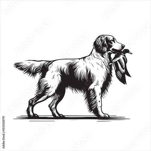 Black and white Great Dane dog sitting in a studio on a white background, featuring a cute and purebred canine in a portrait style