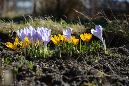 Spring background with flowering violet, purple, yellow and white Crocus in early spring. Crocus Iridaceae .The Iris Family, banner - Image photo