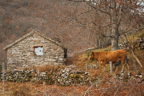 Cows in a Picturesque Rural Setting
