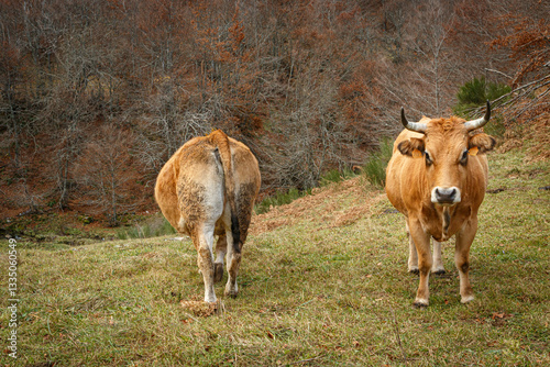 Cows in a Picturesque Rural Setting