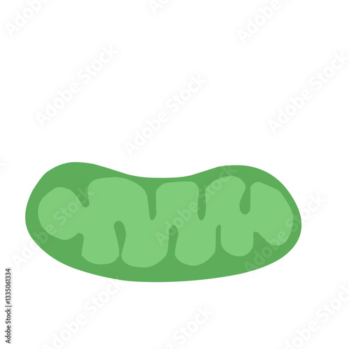 mitochondria