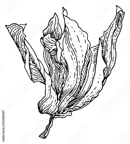 Hand-drawn botanical illustration of a dried flower. Black ink sketch, details, textured lines, organic shapes. Vintage floral drawing for botanical prints, tattoos, decorative design, PNG