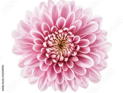 Isolated Pink Dahlia Flower