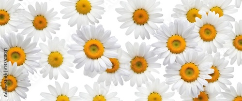 Obraz na płótnie Chamomile flowers collection on white. Set of colorful Chamomile or Daisy flowers background, top view. Floral pattern. w salonie