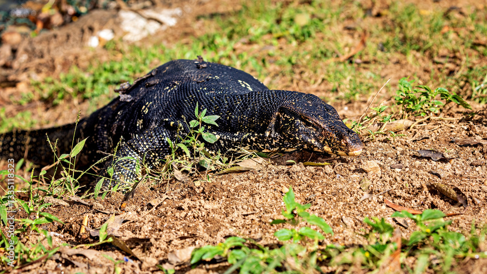 Fototapeta premium A bengal monitor lizard from Sri Lanka