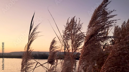 Breathtaking moment, calamus at the sunset, a beautiful evening. 