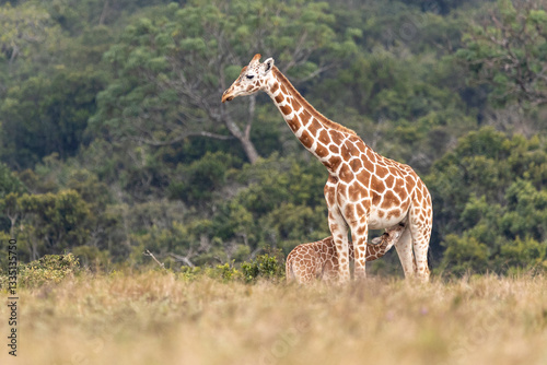 Giraffenbaby  trinkt