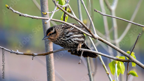 Quadro em tela Female redwing staying on a branch for a rest