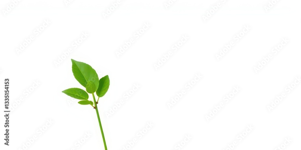Fototapeta premium Single vibrant green plant, isolated on pure white background, backdrop, sprout