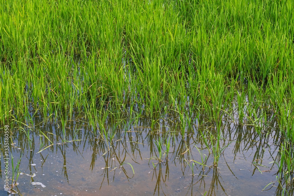 Obraz premium rice field in the countryside. Rice fields expanses with abundantly growing rice. Growing rice planted with abstract lines. Agriculture. 