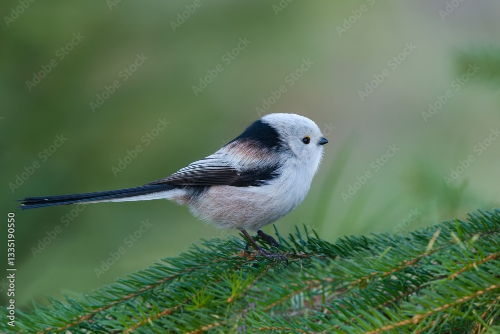 Fototapeta premium A cute long tailed tit sits on a spruce twig. Portrait of a titmouse with long tail in the nature habitat. Aegithalos caudatus