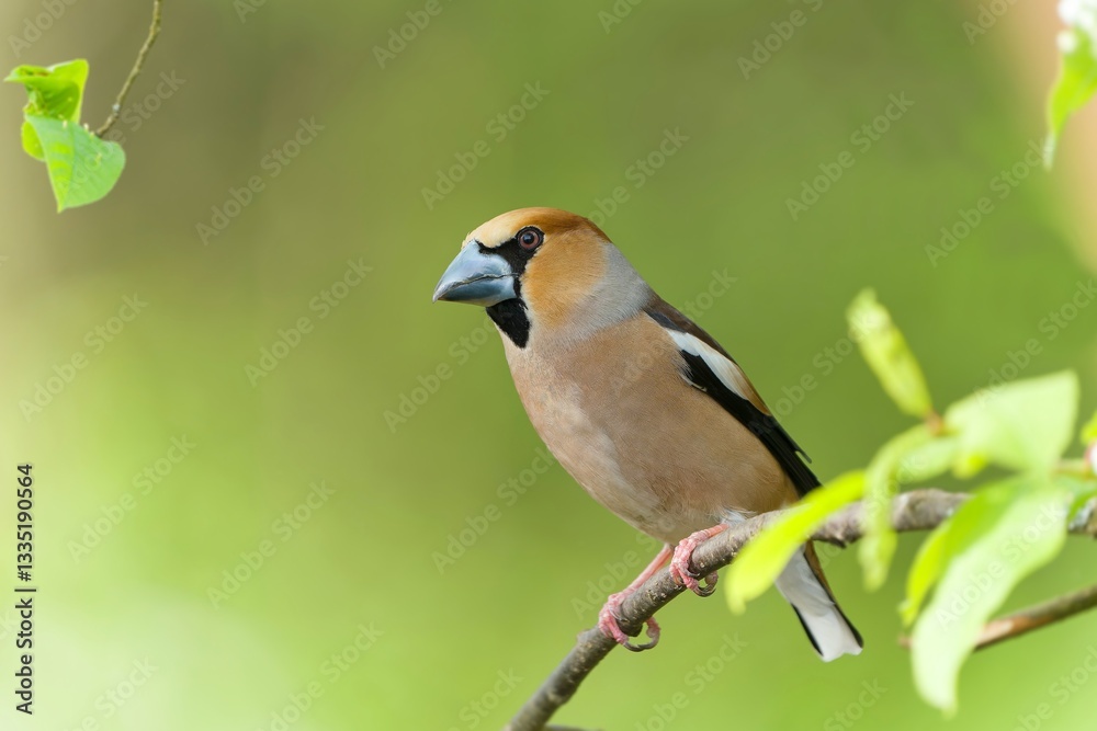 Naklejka premium Portrait of a hawfinch in the nature habitat. (Coccothraustes coccothraustes) Wildlife scene from nature.