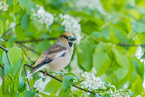 Slika na platnu Portrait of a hawfinch in the nature habitat