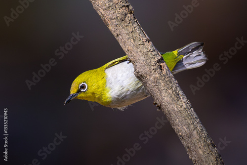 Canvas Print Indian white-eye