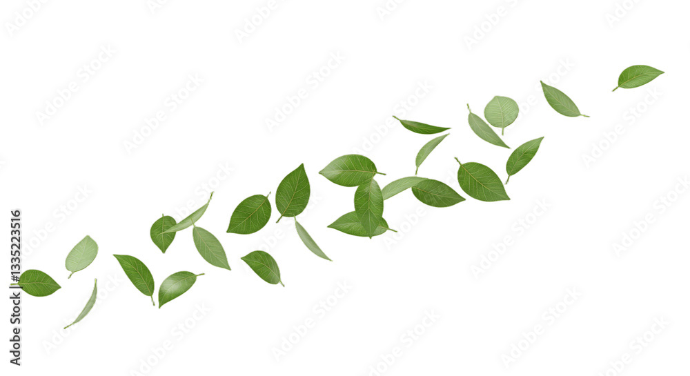 Floating Green Leave on Transparent png Background Floating Green Leave on Transparent png Background