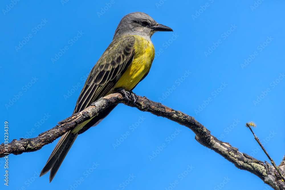 Tropical kingbird (Tyrannus melancholicus). Cartago Province, Turrialba, Costa Rica. Selective focus on bird's eye