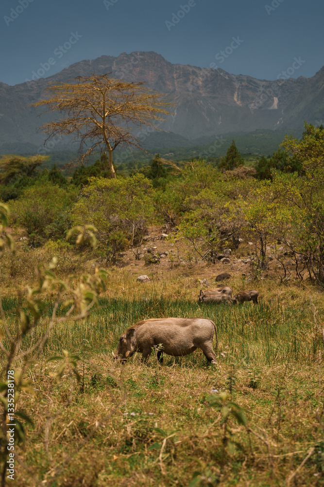 Obraz premium Warthogs grazing in arusha national park with mount meru in background