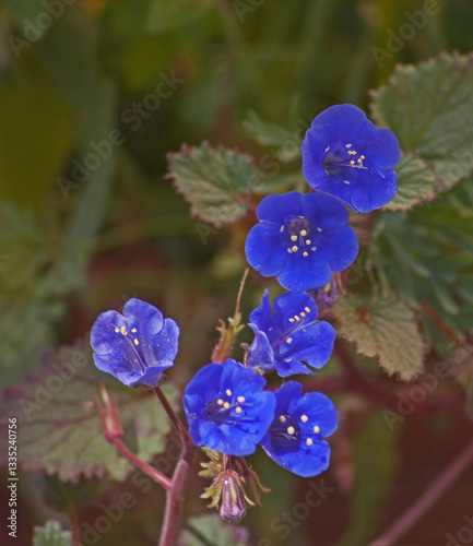 Desert bluebell (Phacelia campanularia) flower 6648 photo