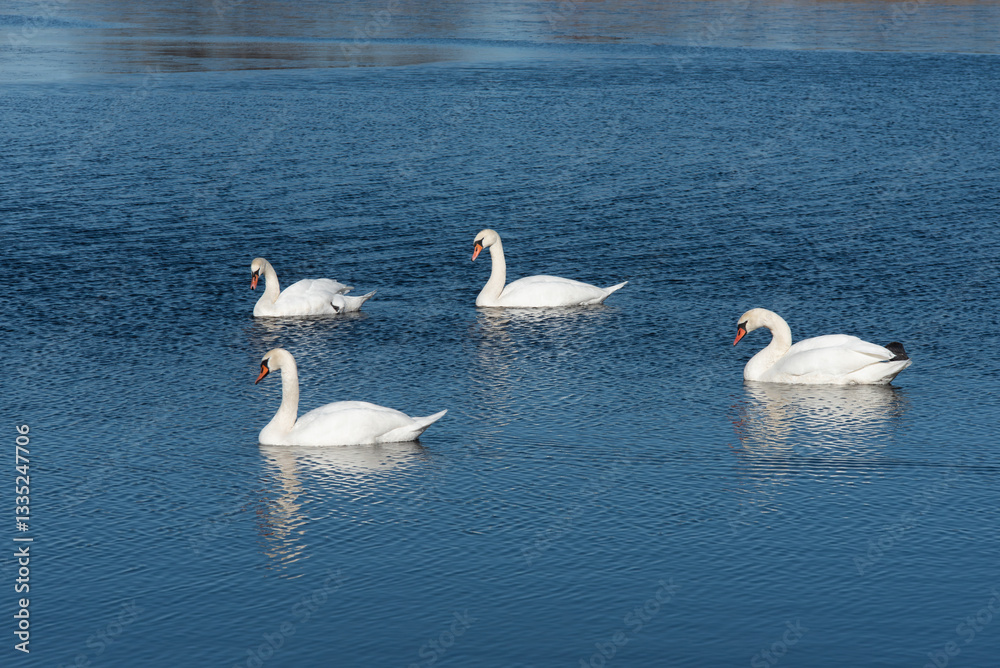 Four white swans swim on a calm blue lake, reflecting on the water, creating a serene and peaceful natural scene. Four white swans swim on a calm blue lake, reflecting on the water, creating a serene and peaceful natural scene.