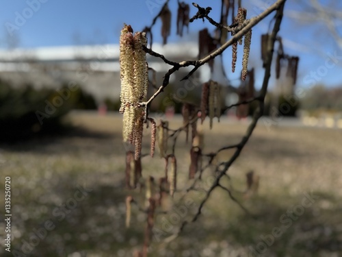 Close-up of flowering male catkins on a branch of European aspen. Populus tremula yellow pink red catkins in spring. Eurasian aspen, European aspen, or quaking aspen. Allergen.
