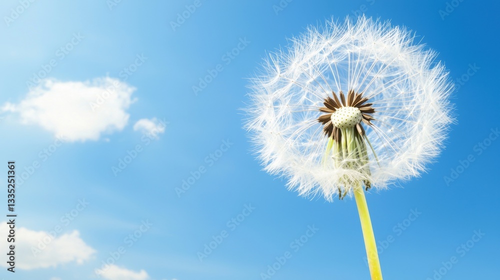 A dandelion seed head in full bloom against a clear blue sky. A dandelion seed head in full bloom against a clear blue sky.