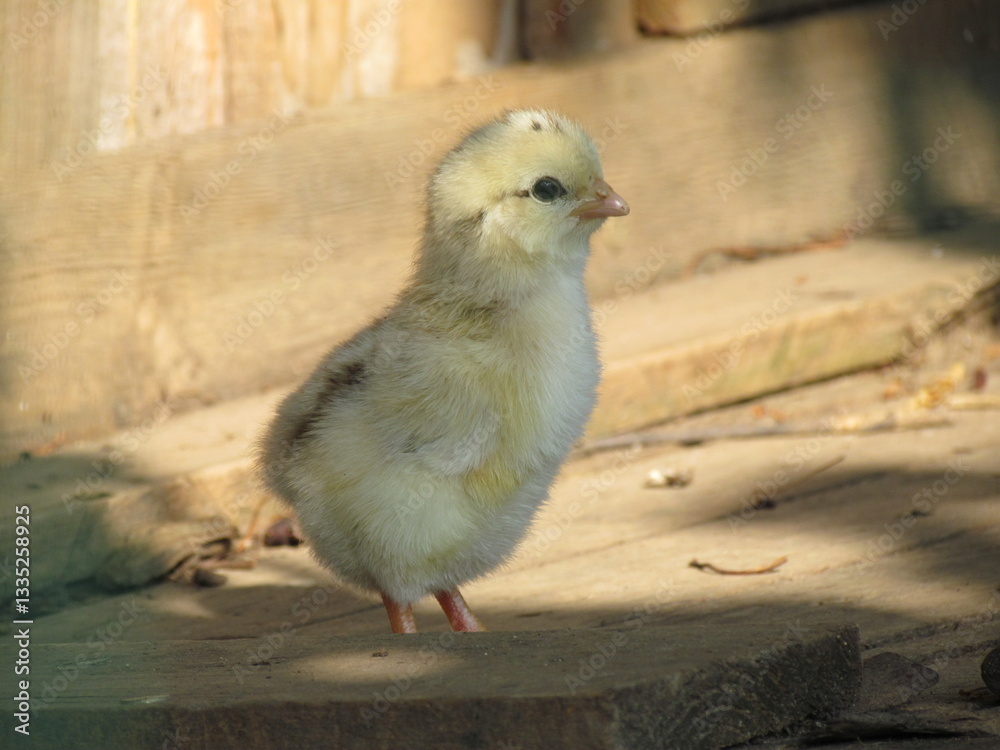 Obraz premium Poussin jaune