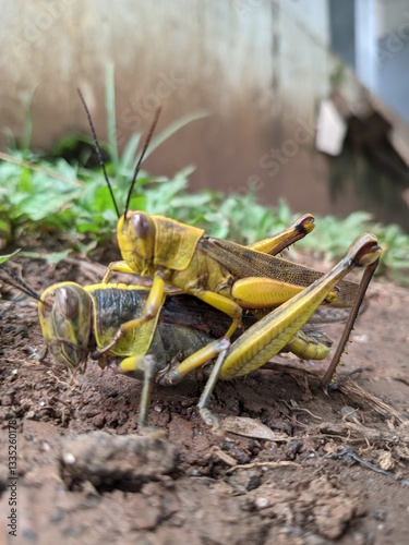 grasshopper on the ground photo