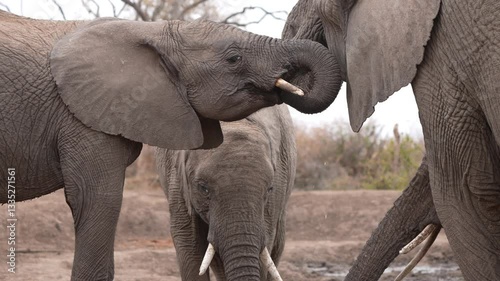A family group of three African elephants (Loxodonta africana)  drinking water. Late winter dry season in South Africa. Slow motion, 25% natural speed.