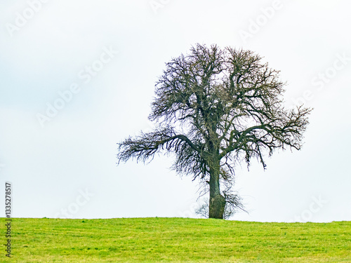 Baum im Winter photo