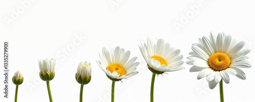 Growing blooming daisy on transparent background, life development stages concept. From bud to bloom, daisy flower life cycle. Floral banner, header about growth, transformation. Plant vegetal care,