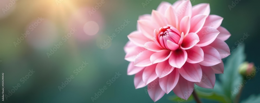 Obraz premium Soft pastel dahlia, delicate petals, romantic bloom , valentines, peaceful