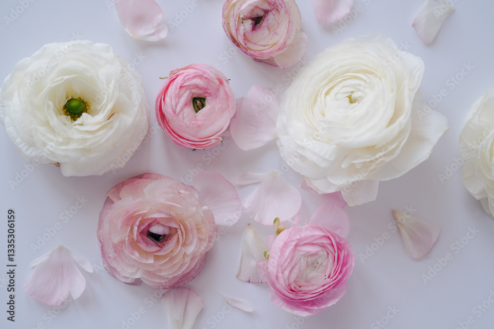 Fototapeta premium Pink and white ranunculus and rose flowers and petals on white background. Flat lay, top view. 
